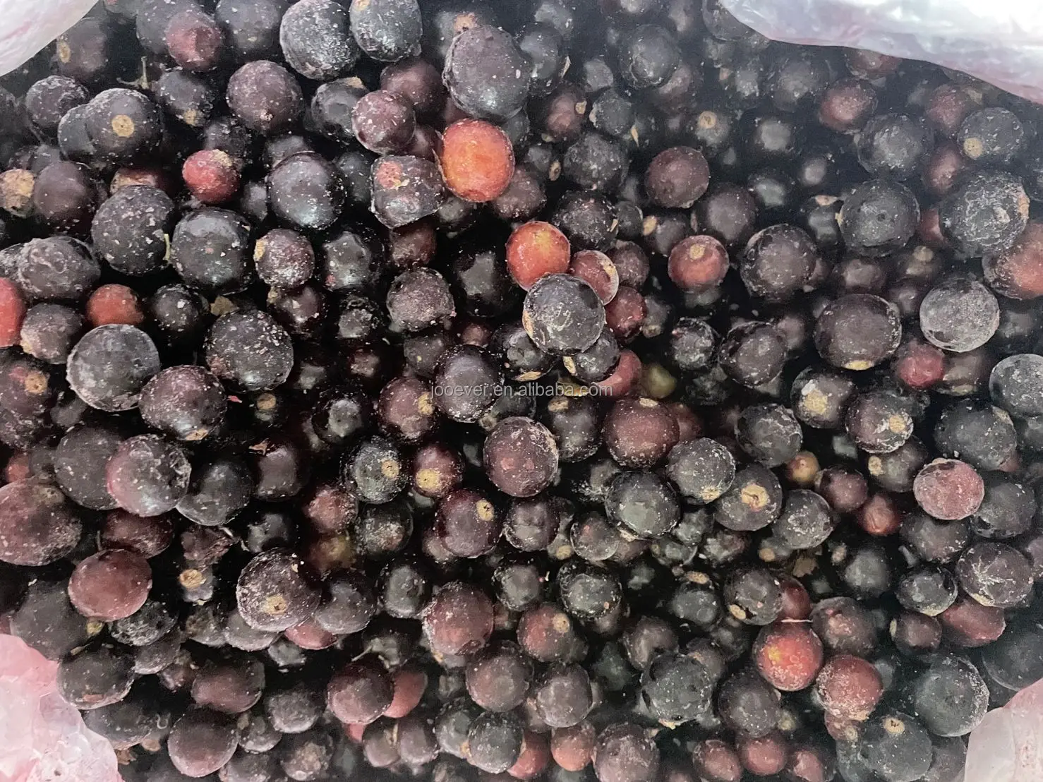 IQF Black Currant Whole Frozen Black Currant for Wholesale