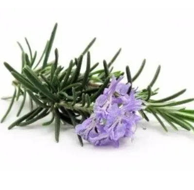 Customized high quality 100% Rosemary pure nature spa now gardenia laurel nature aromatherapy oils