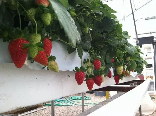 Food Grade Commercial Greenhouse Strawberry Planting Gutter Agricultural Equipment With Hydroponic Growing System