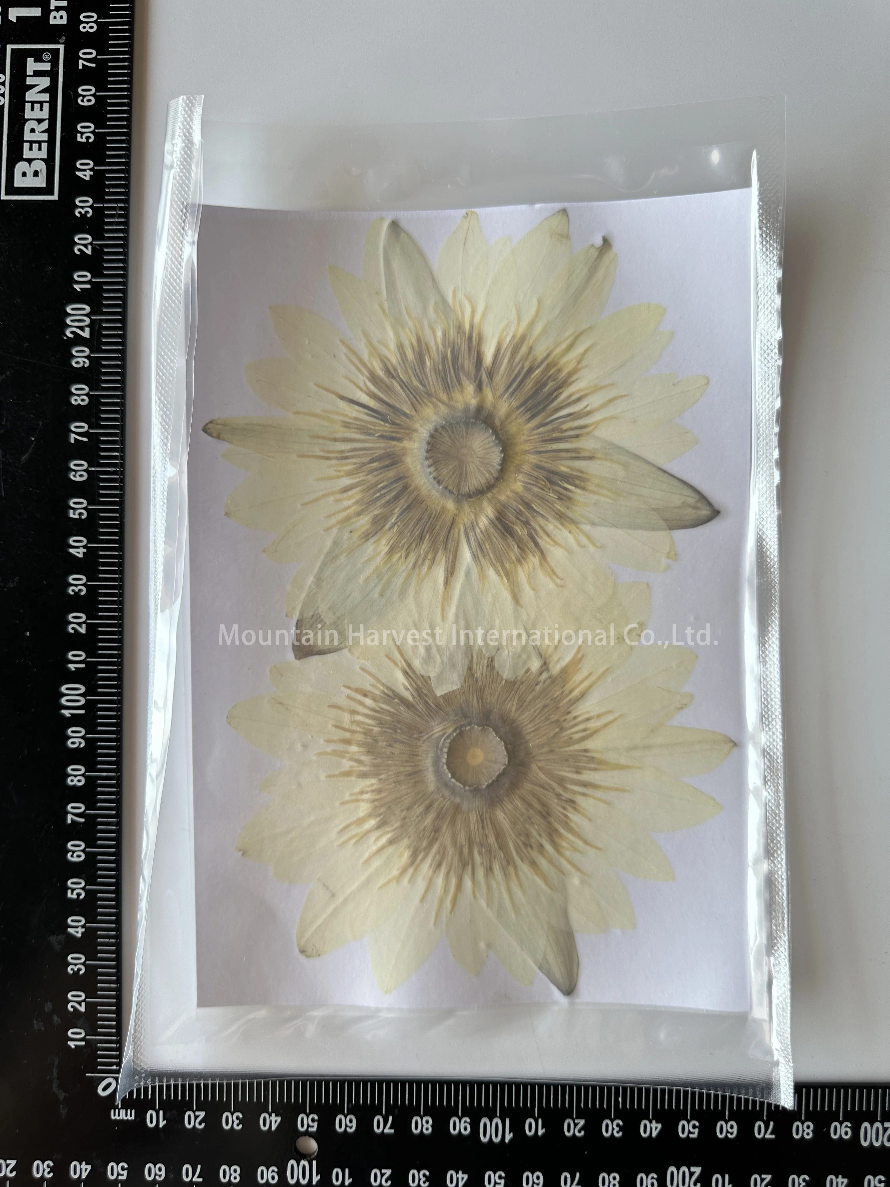 Lotus Floral Water Lily Waterlilies Pressed Flower For Photo Frame
