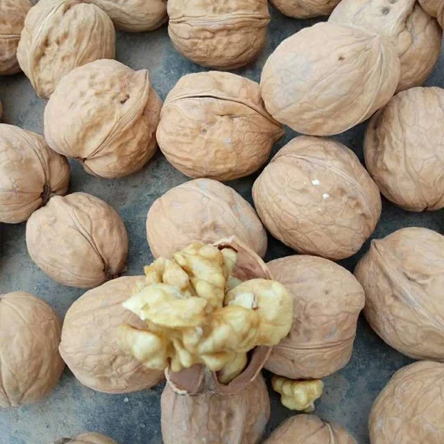 Factory supply lowest price plant walnut inshell xinjiang pecan nuts