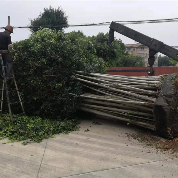 Multi Root Ficus Bonsai Plant ficus tree
