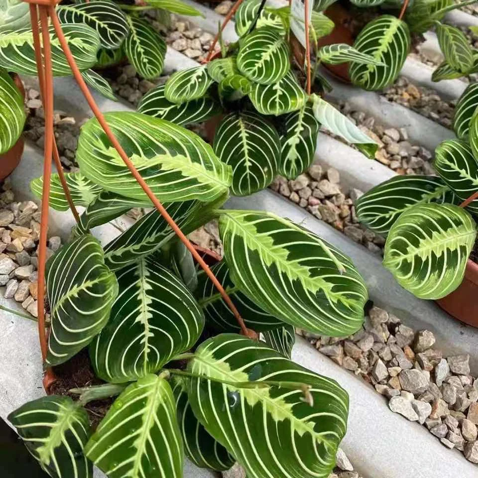 
 Молитвенное растение Maranta, лимонный лайм, калатея, Маранта, leuconeura var Massange calathea растения  