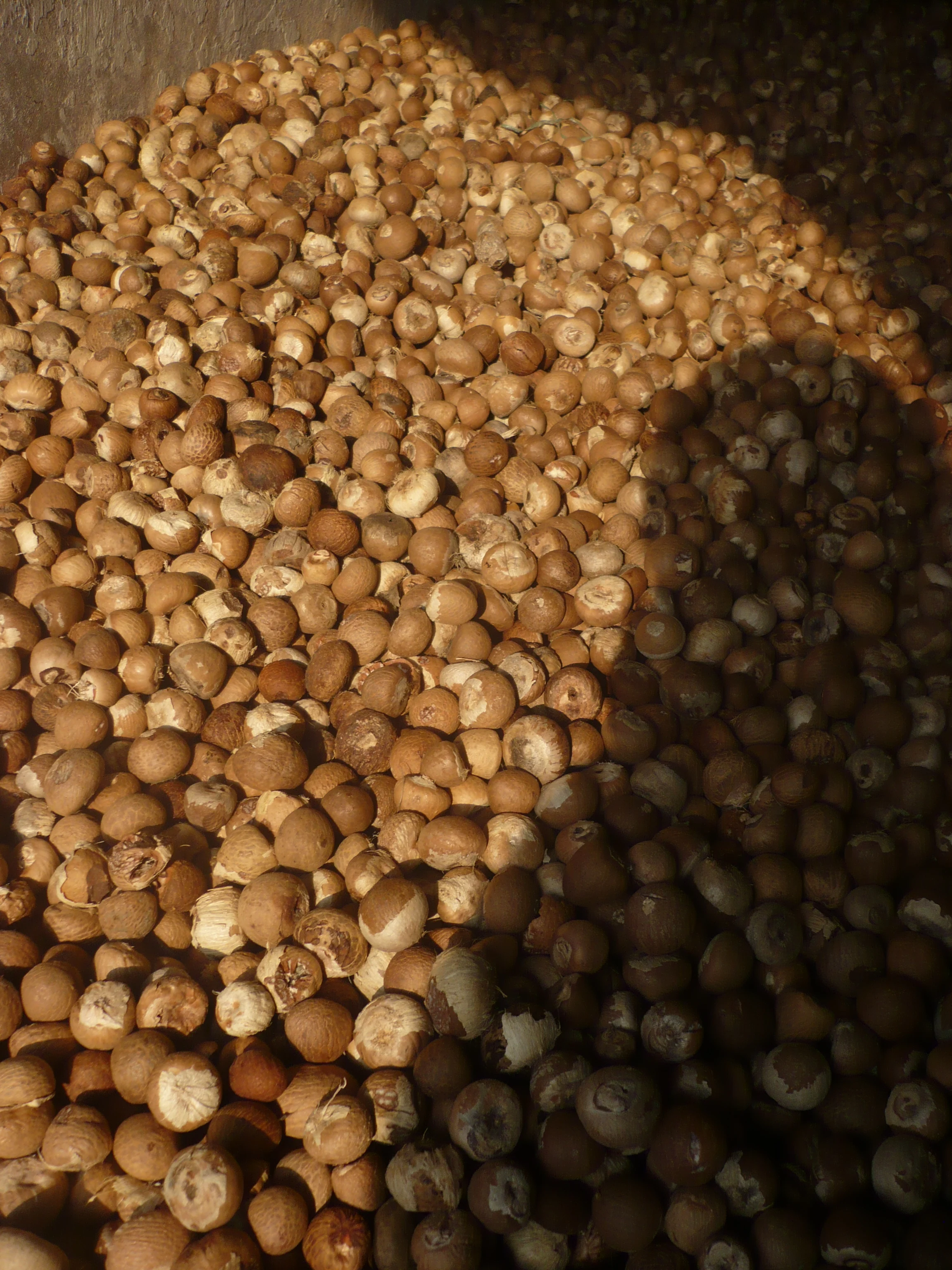 ***BEST CHOICE*** Natural Dried Betel Nut From Vietnam 2022 With High Quality And Good Prices