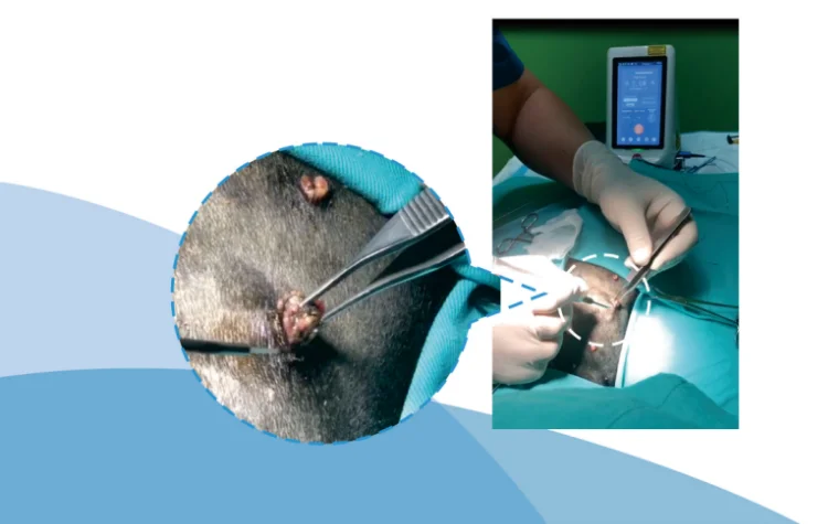 Lightweight and compact  equipment quad-wavelength diode laser for Veterinary Animal surgeries cutting ablation
