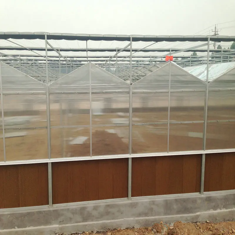 Chinese commercial polycarbonate sheet greenhouses for growing plants tomatoes