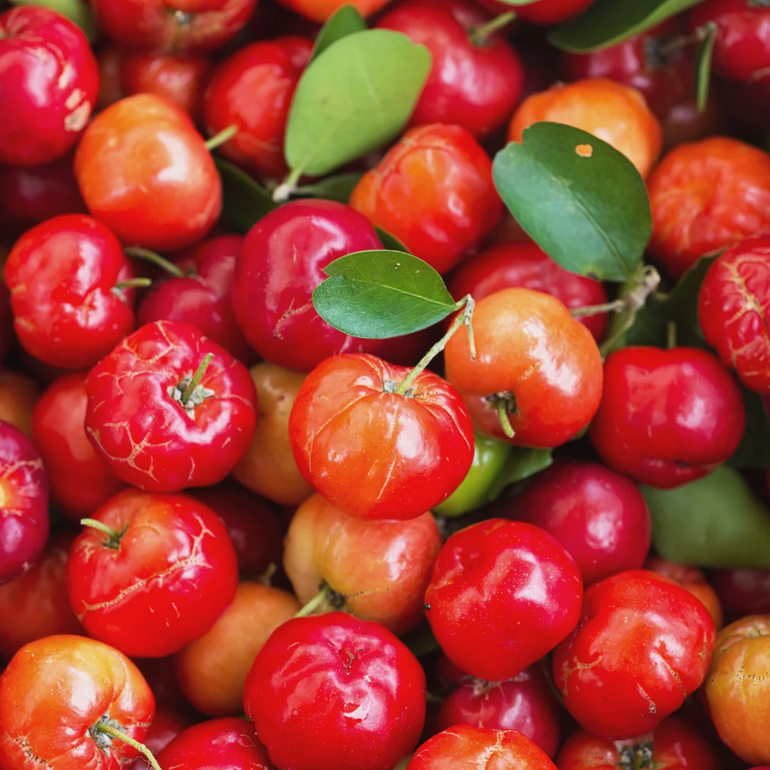 Pure Natural Acerola Fruit Extract Powder Vitamins And Herb Extract Dietary Supplements Powder