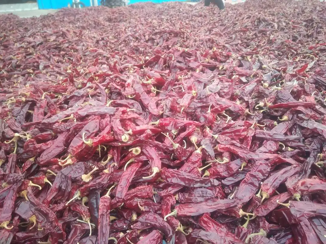 Chinese Xinjiang 100% Pure  Aflatoxin Free Sweet Paprika Pods Table Paprika Sweet Paprika Suppliers in Jiaozhou Factory