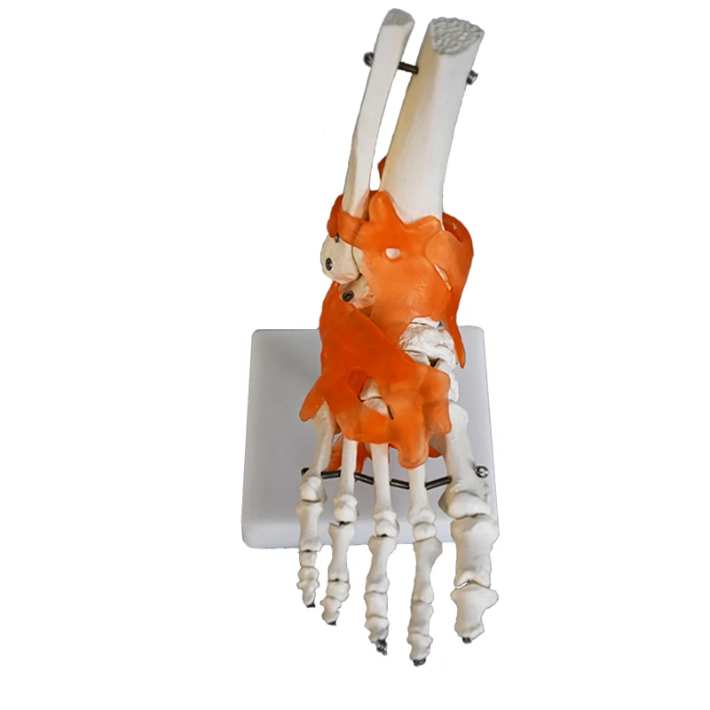 teaching skeleton model PVC bone model Anatomical human   with ligament foot joint model