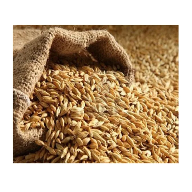
Ukraine COMMON Type feed barley grains fodder for hot saling 