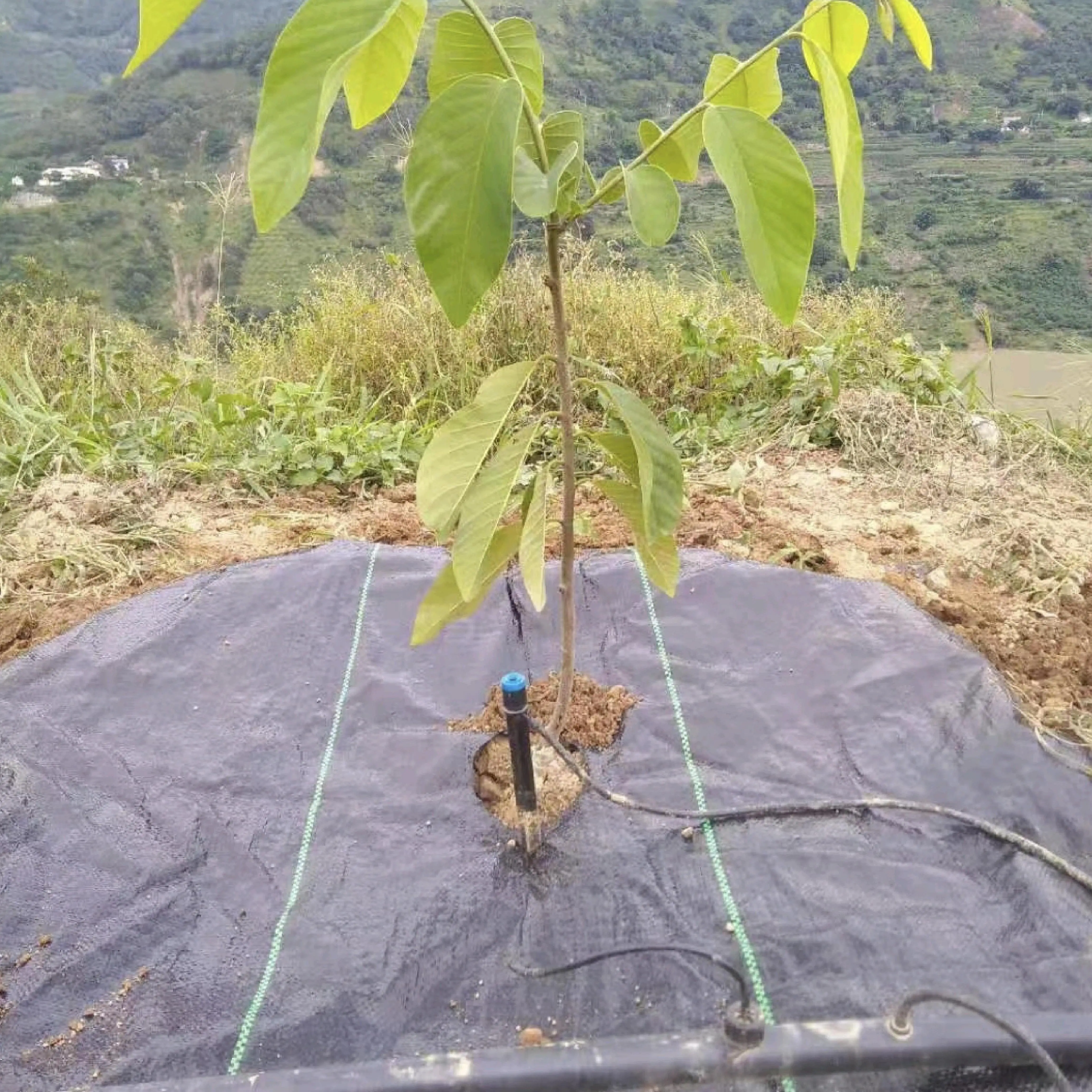 the agriculture greenhouse black plastic garden anti grass film cloth weed mat roll machine
