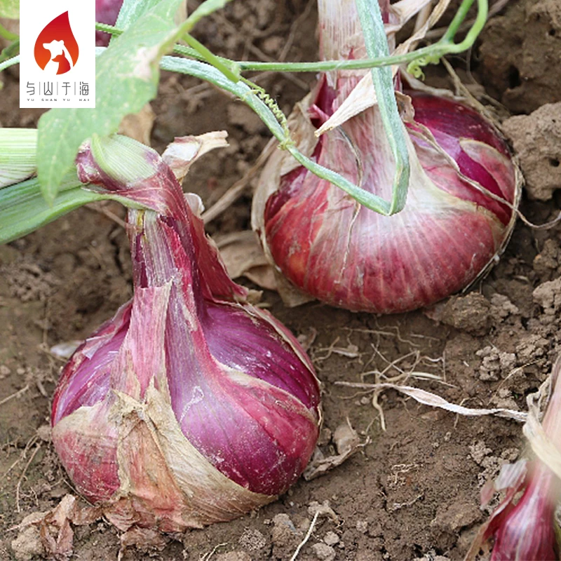 2022 New pure food onion cheap bulk price ton fresh red onions