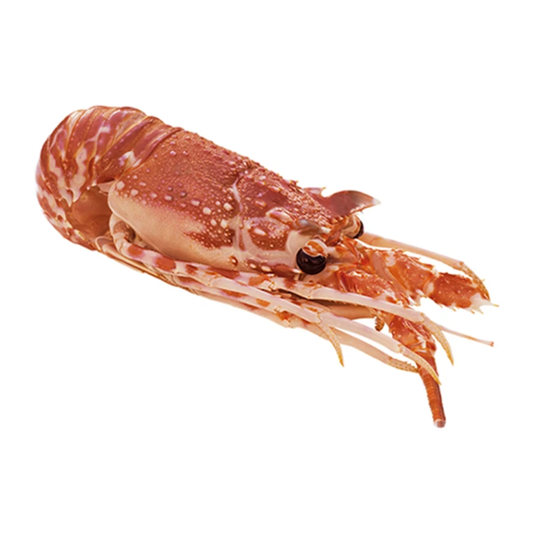 Омар замороженные морепродукты от Мозамбик воды высокое качество Замороженные продукты (150/300)- 29.90EXW цена/лангуст (300/500)-31 56