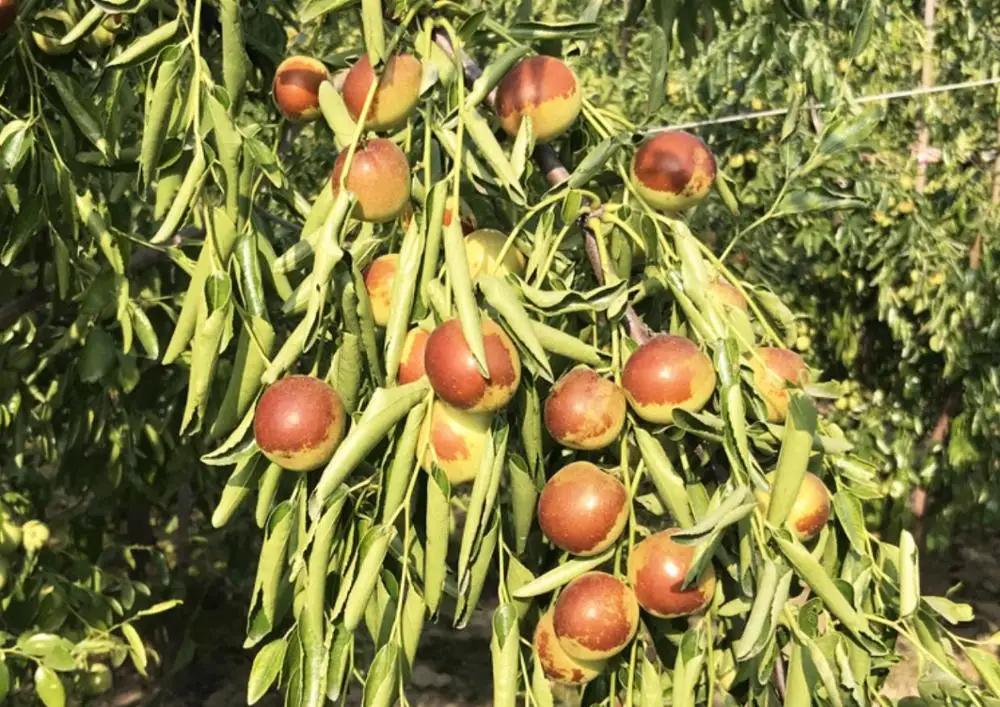 
Chinese Famous Fresh Jujube /Dates Fruits Winter jujube from Shaanxi 