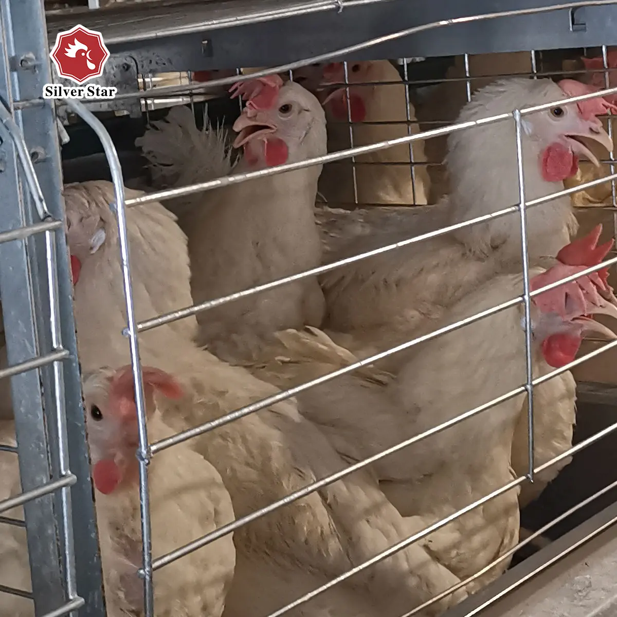 Modern design H type hot sale chicken animal cage poultry battery cage equipment