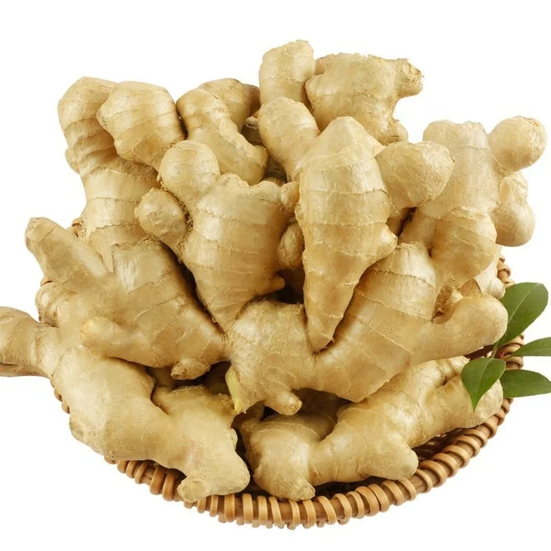 Offer Fat yellow Ginger with high quality but low price from Fresh Elephant Ginger factory