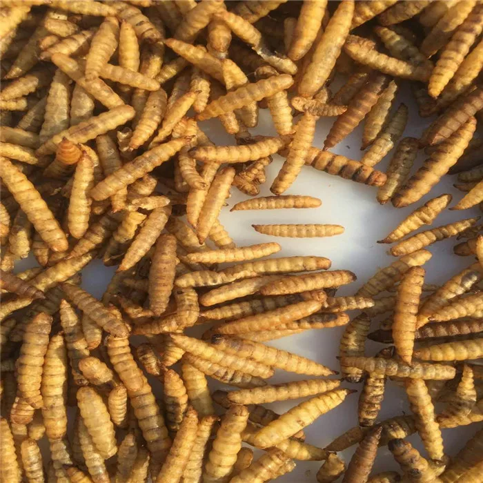 Popular trend best selling dried black soldier fly for poultry food animal feeding