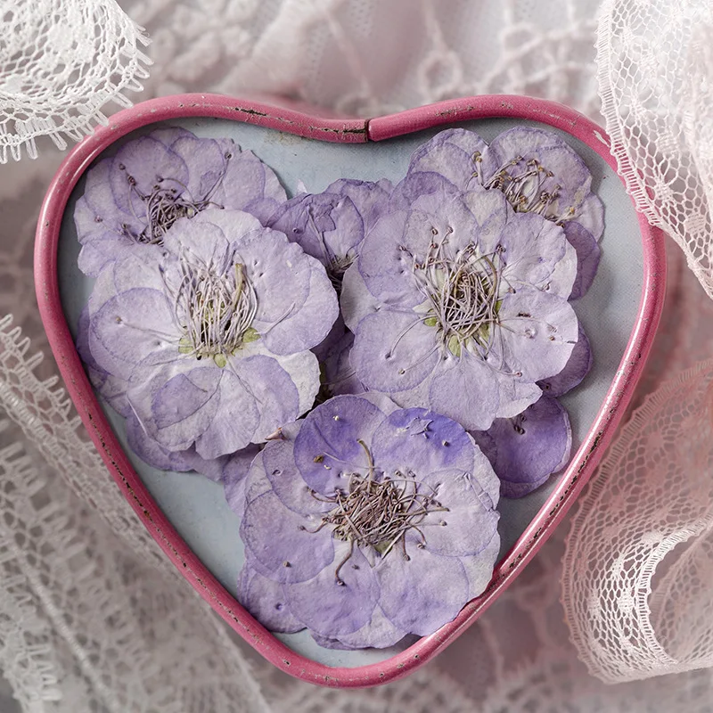 12pcs/bag Plum Blossom Card Making Supplies Resin Jewelry Natural Plant Eco-friendly Real Pressed Flower