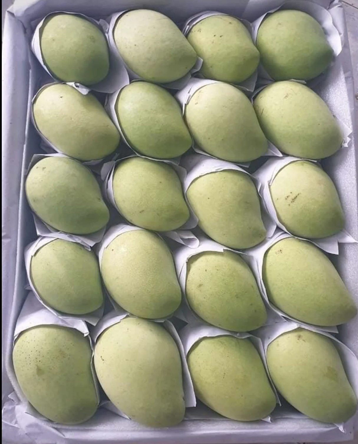 
Cat Chu Fresh Mango - High Quality Mango 100% Fresh 