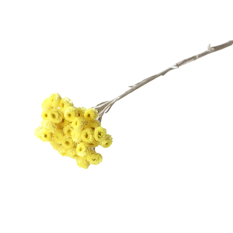 High Quality 100g/Pack Dried Flowers Yellow Helichrysum Italicum Flower Dried Chrysanthemum Flower Bouquet