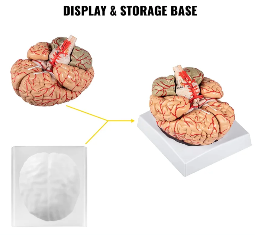Medical Science teaching resources Human brain Model Brain anatomical model 9 parts assembled with digital markings