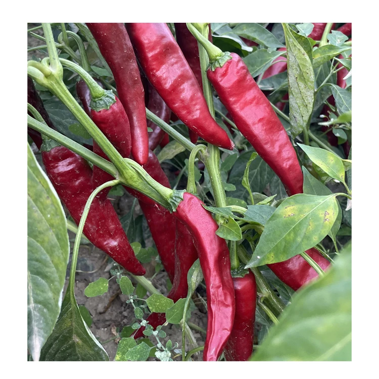 New Crop Chilli Powder Best Natural Red Chili  Dried Single Spices&Herbs for Human Sweet Paprika