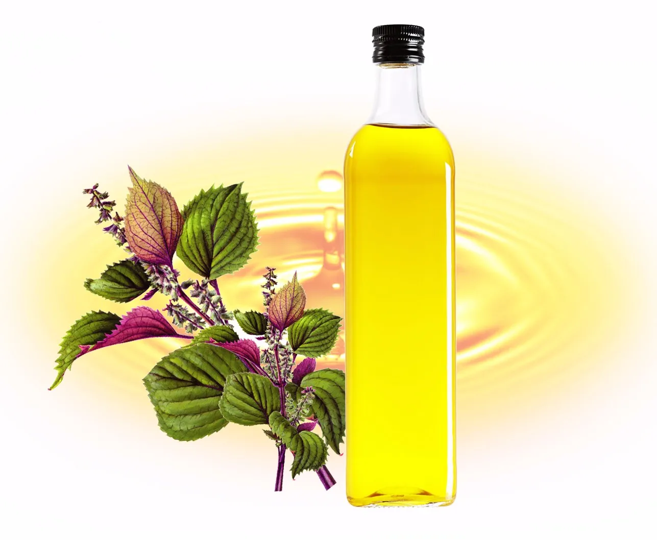 
Natural food grade edible red perilla leaf oil with best price 