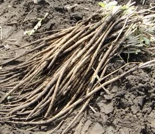 Японский высококачественный питательный натуральный ячменный напиток для здоровья