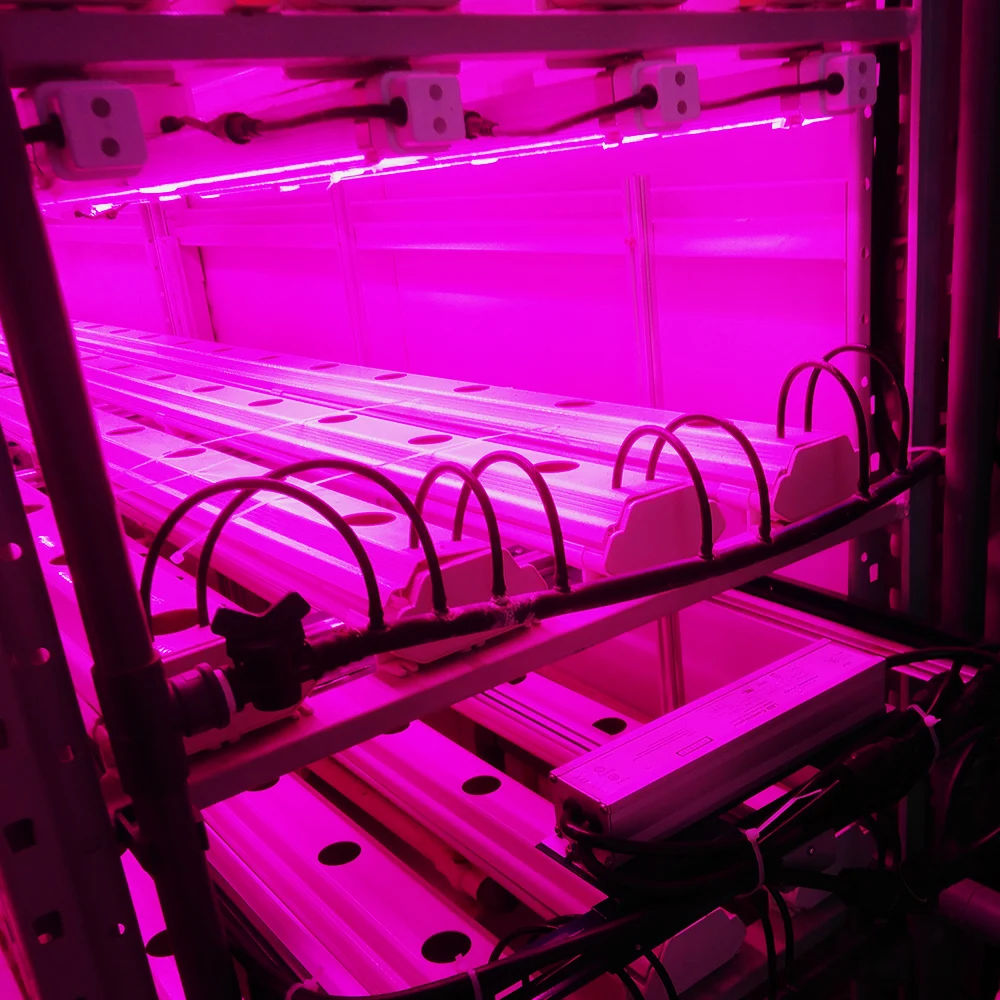 Labor Saving vertical farming canbis