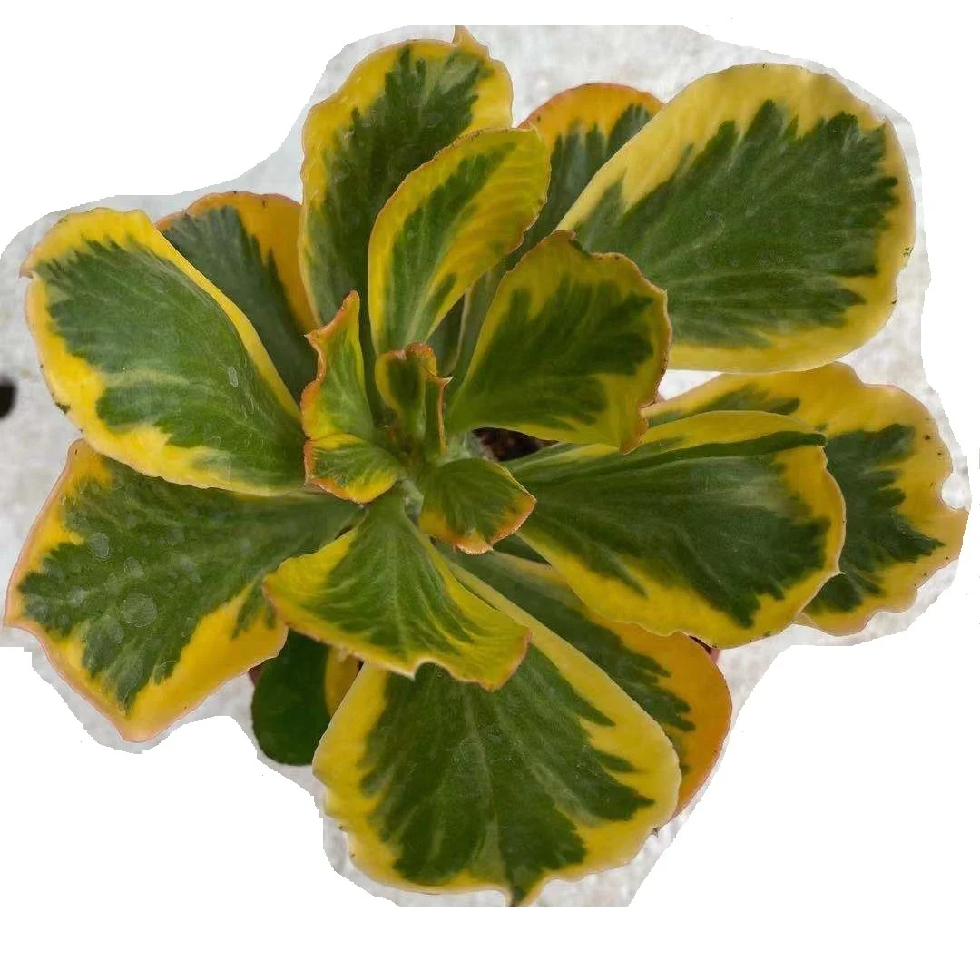 
Wholesale Real plants colorful Succulent For Nursery Indoor Live Plant Outdoor Ornamental 