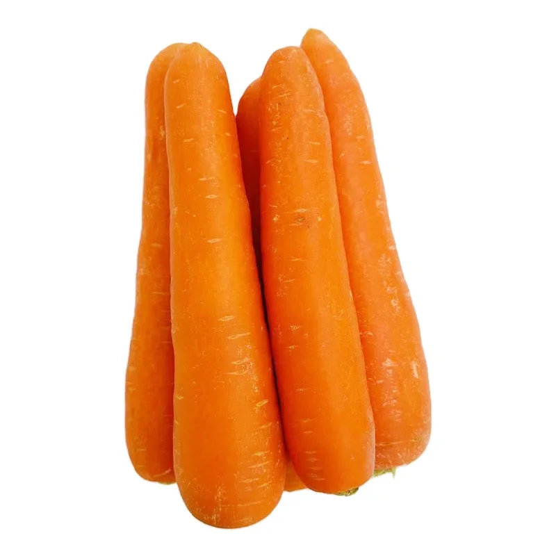 Farm Direct Carrots In Bulk For Wholesale Purchase Organic And Freshly Harvested