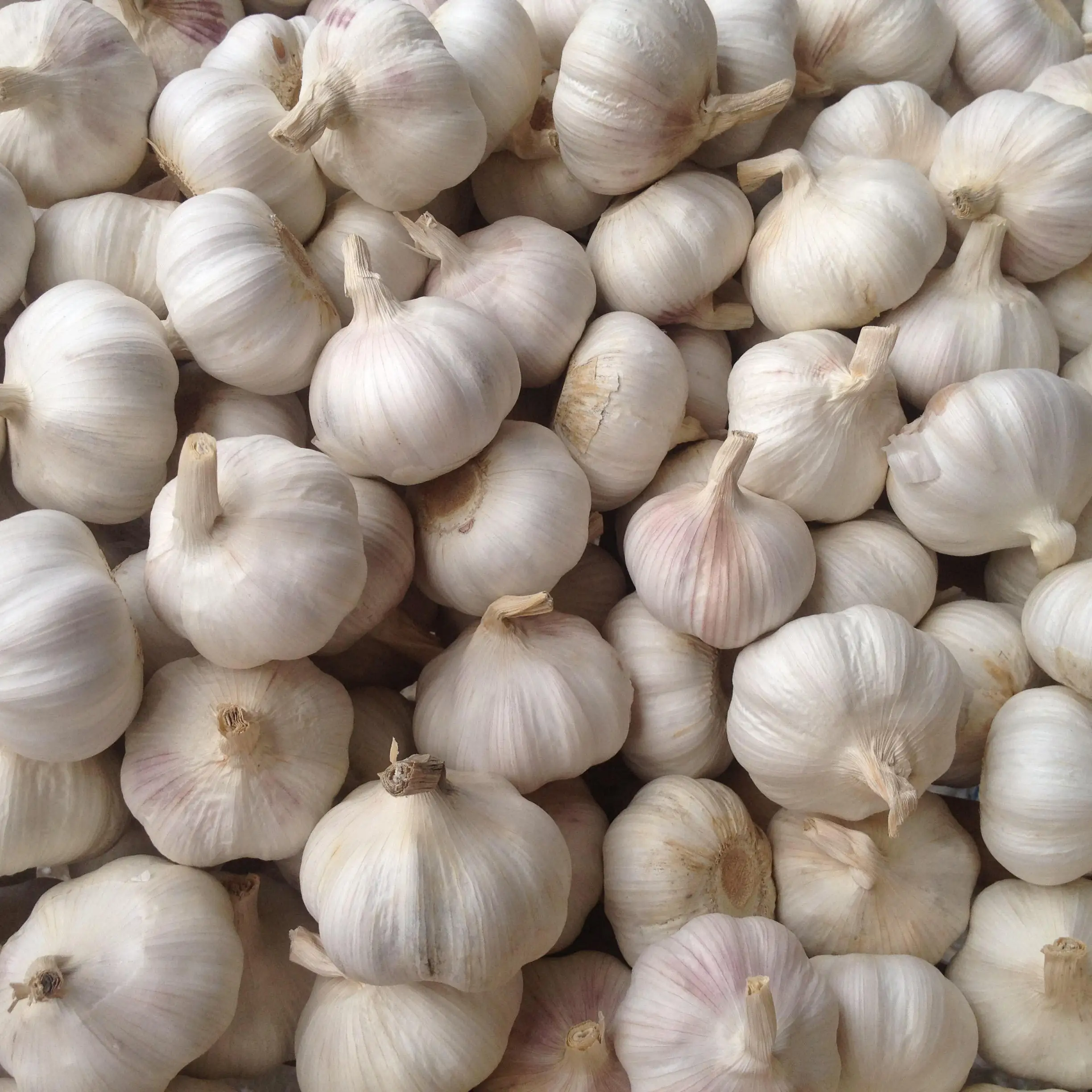 High Quality Fresh Import Garlic China Garlic Packing of Garlic