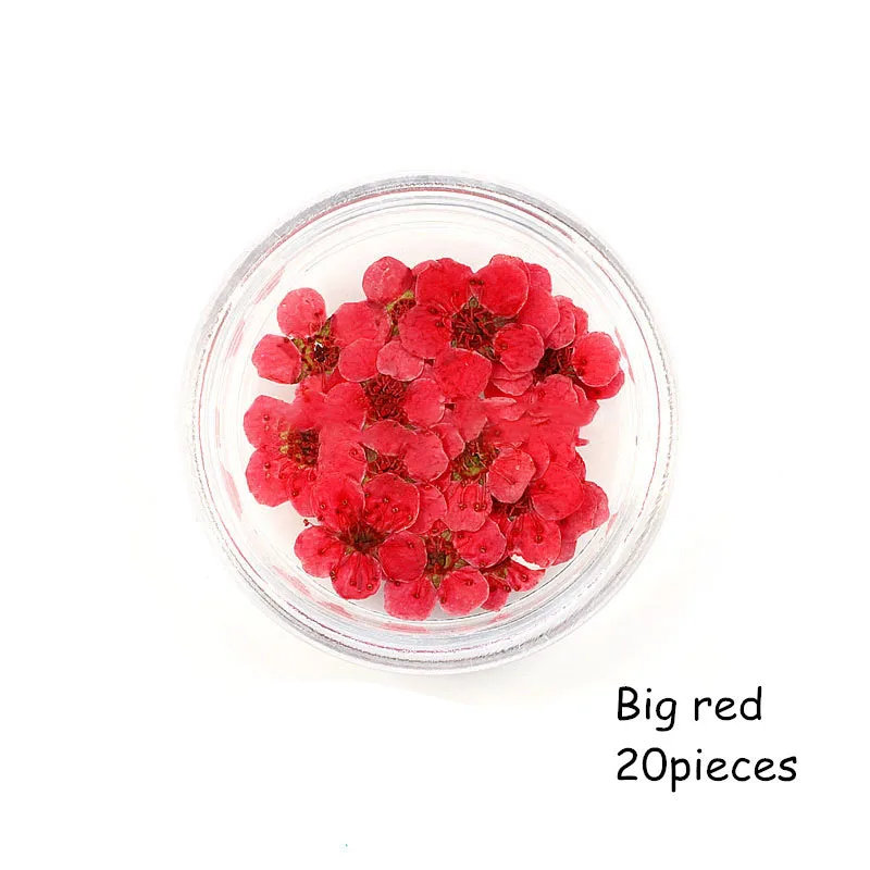 12pcs boxed Dried Flower Pressed Flower Epoxy Resin Handmade Material Plum Blossom Daffodil Phone Case DIY Nail Art Crafts