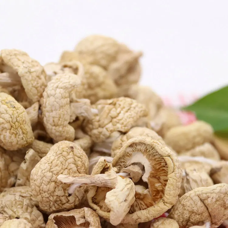
dried mushroom magic rare edible mushrooms 
