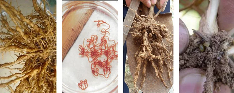 
New Formulation Organic Nematicide with Paecilomyces lilacinus and Trichoderma harzianum 