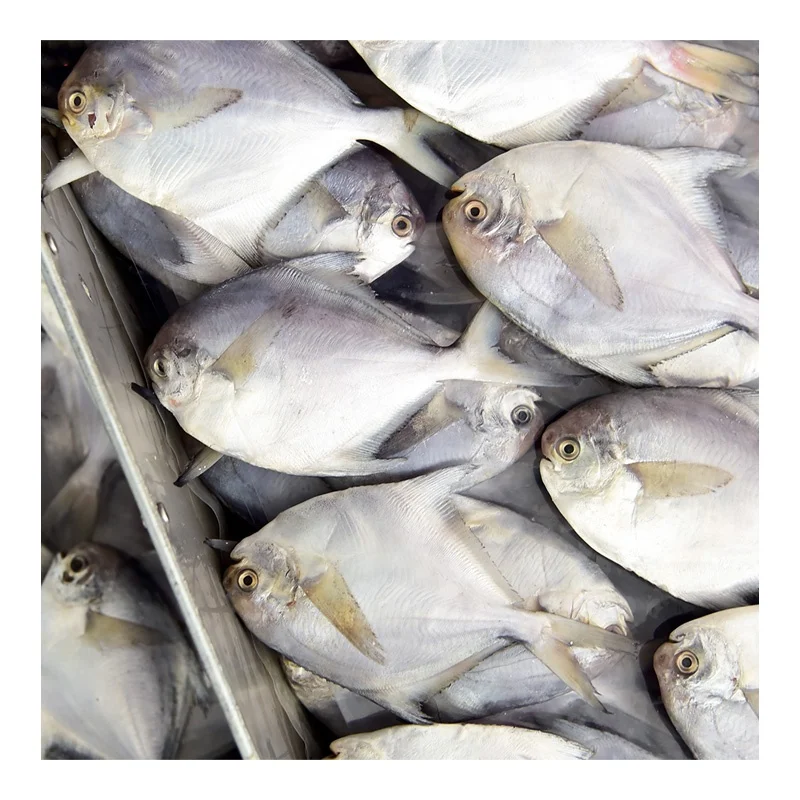New Season Silver Pomfret Frozen White Pomfret Fish with Size 80-100-150-200g