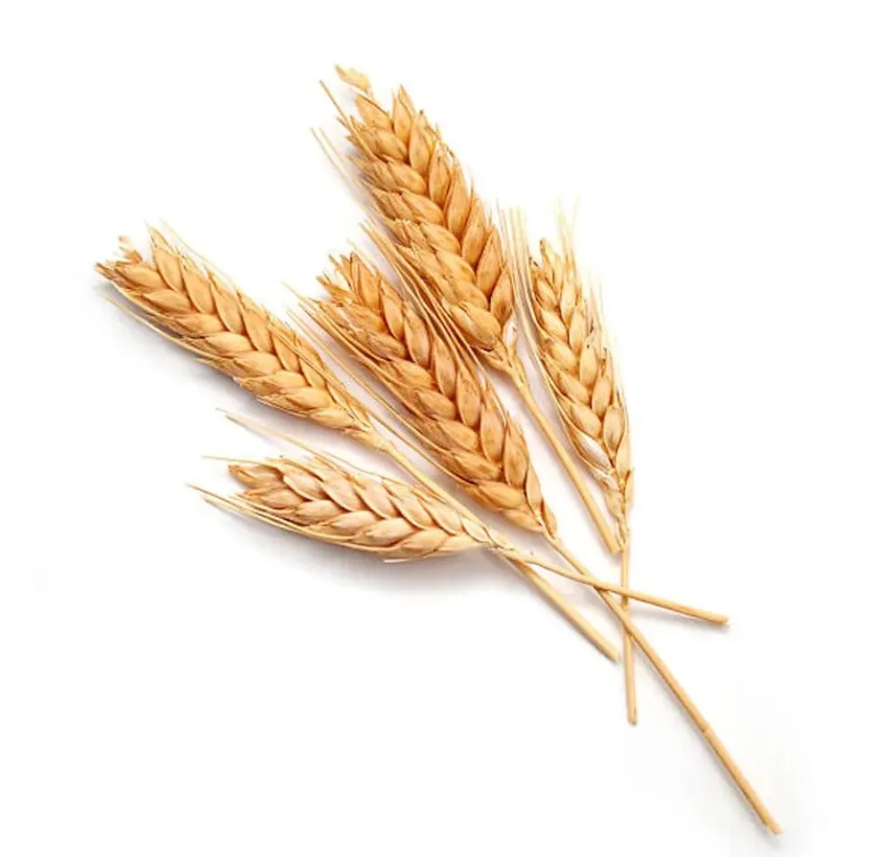 Best Market Price Wheat Grain In Bulk Pure & Nutrition Wheat Grain
