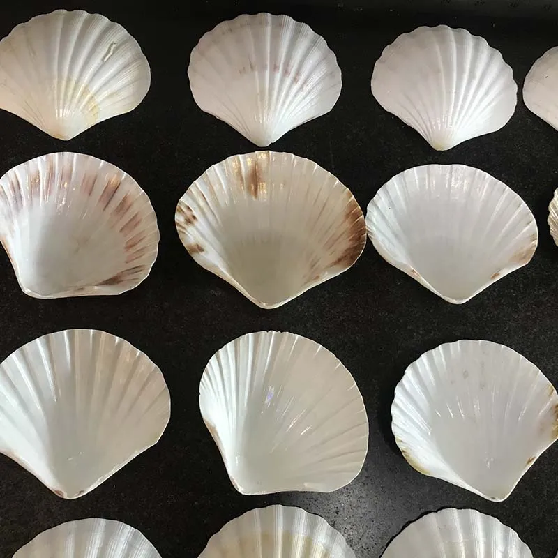 Wholesale Natural Color Scallop Shell Luster Seashell Handmade Craft for Decoration