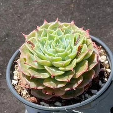 
wm7 Echeveria Sky Rose Natural Succulents Woody Plants indoor plant ornamental plants Flower 