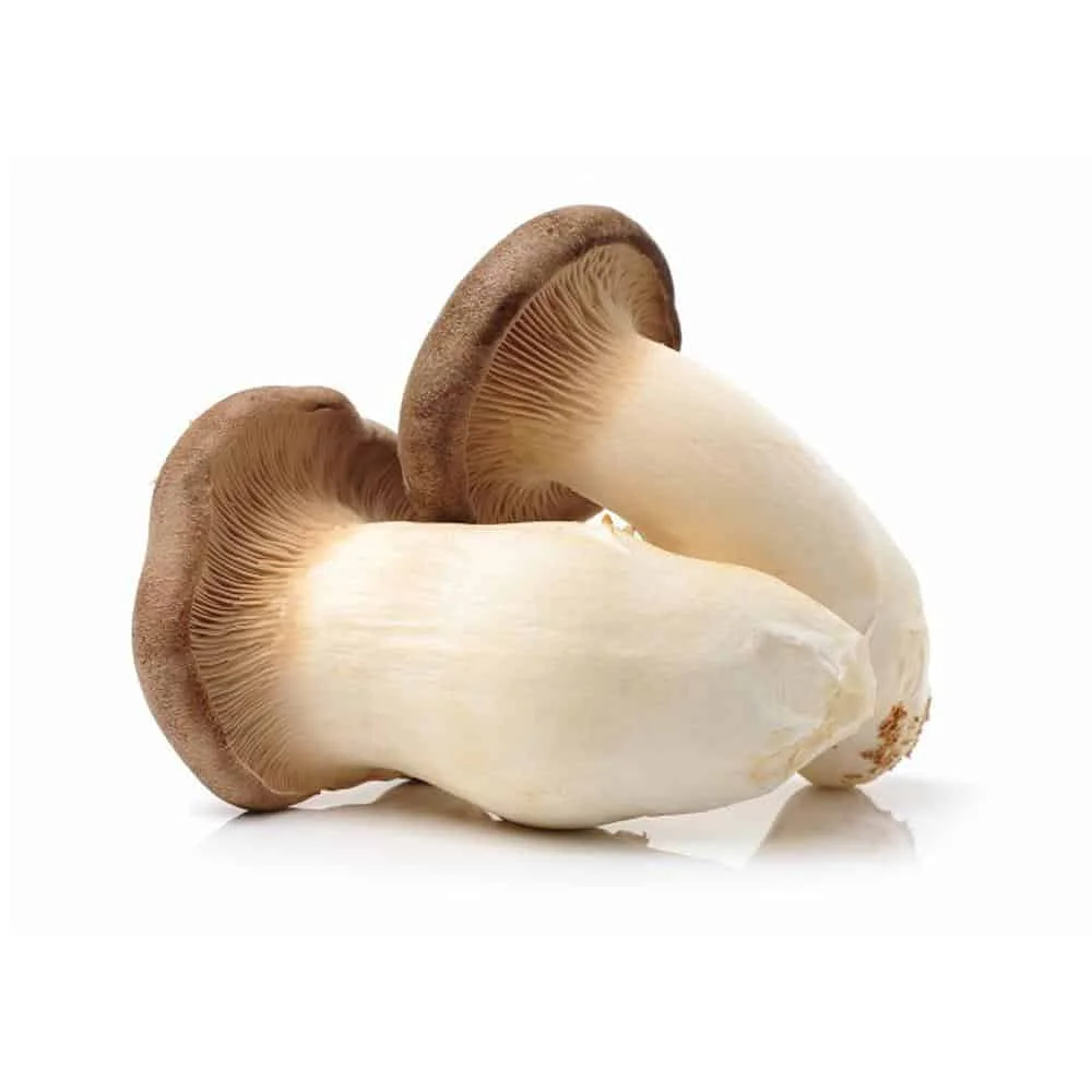 Low price Canned King Oyster mushroom in brine for ready to eat all sizes available