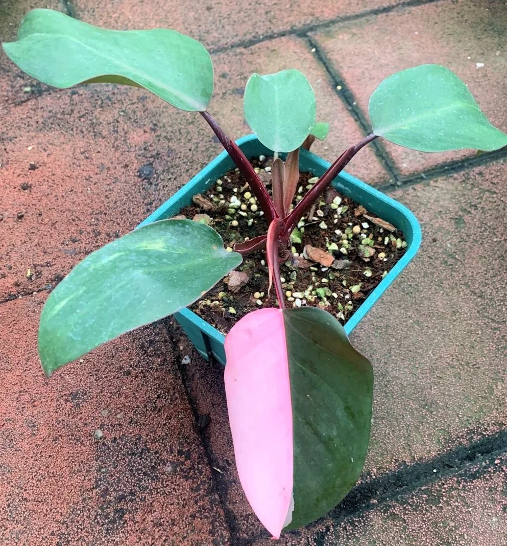 Оптовая продажа филодендрон натуральный план филодендрон розовый принцесса живые растения для декоративных