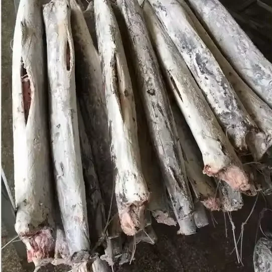 Frozen Sailfish 7 kg up 10 for Sale