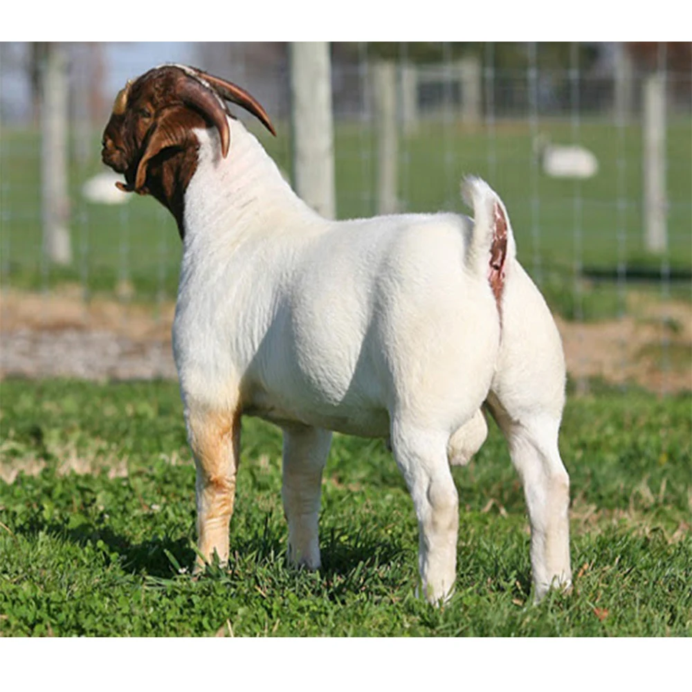 
Live Pure Breed Boer Goat / 100% Full Blood Live Boer Goats / Live Goats..for Distribution 