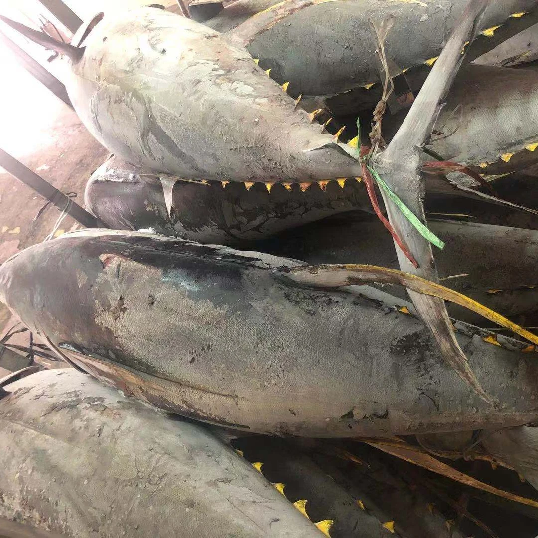 Frozen yellowfin tuna fresh whole round from Indonesia origin