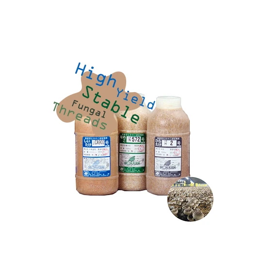 
Inoculum for shiitake mushroom seeds beds cultivation with special techniques 