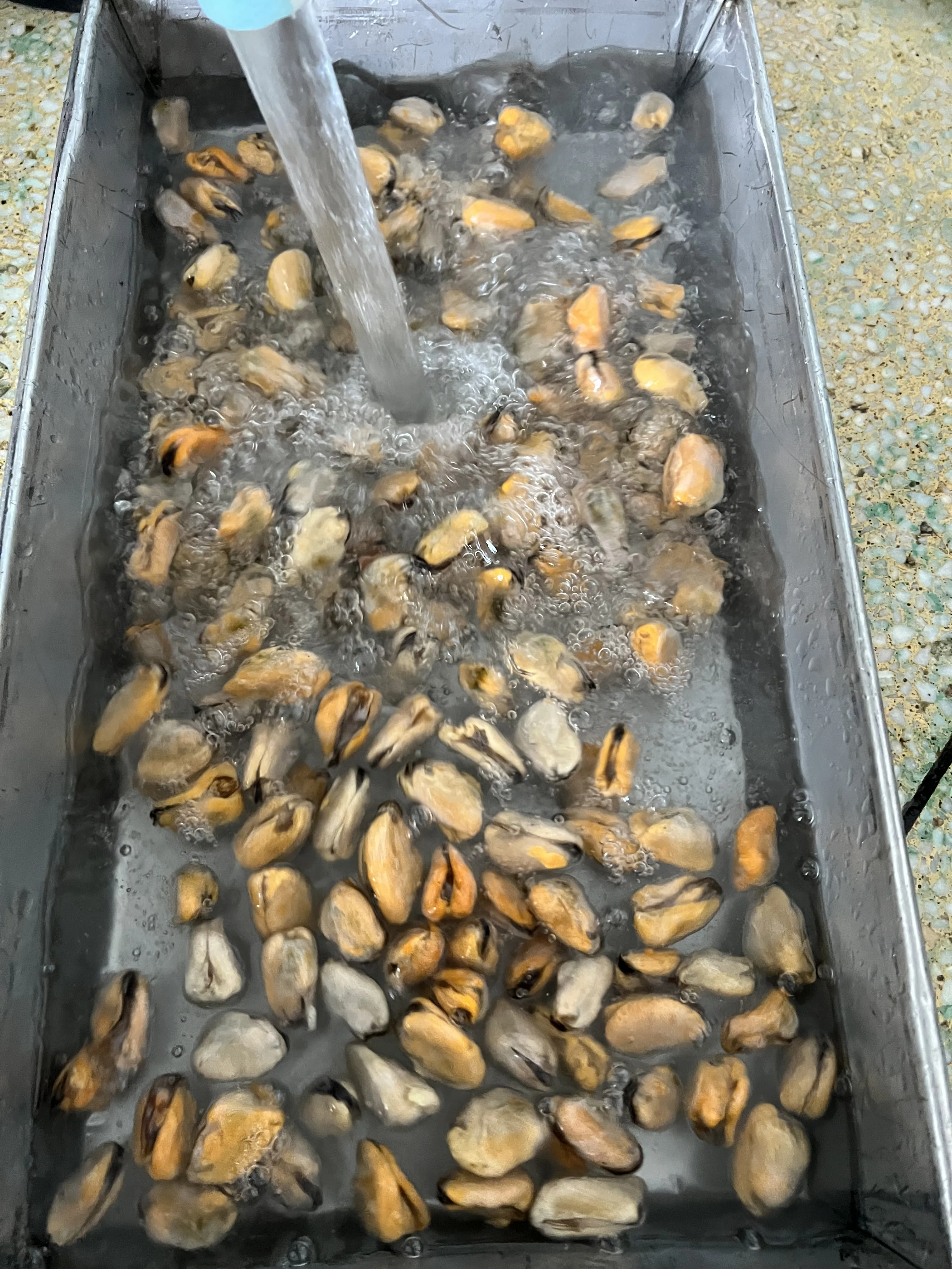 2023 Season Frozen New Zealand Green Mussel Cooked Half Shell Iqf Shellfish Seafood Boiled Black Big Size