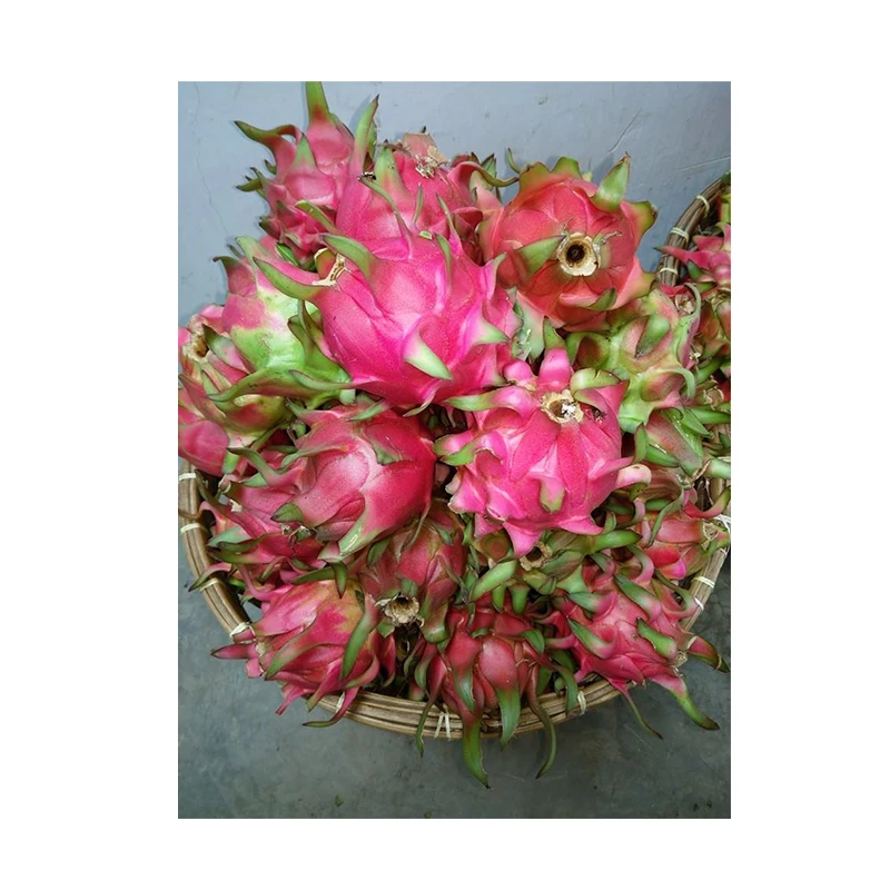 
Indonesia Organic Fresh Red Pitaya Fresh Red Dragon Fruit 
