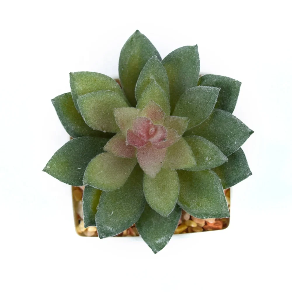 Succulents Home Decoration Square Pot Faux Plastic in Pot for Desktop Hotel Office Lifelike Succulent Plants in White Customized