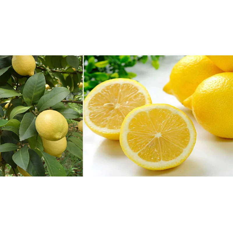 Свежие цитрусовые лимоны для продажи