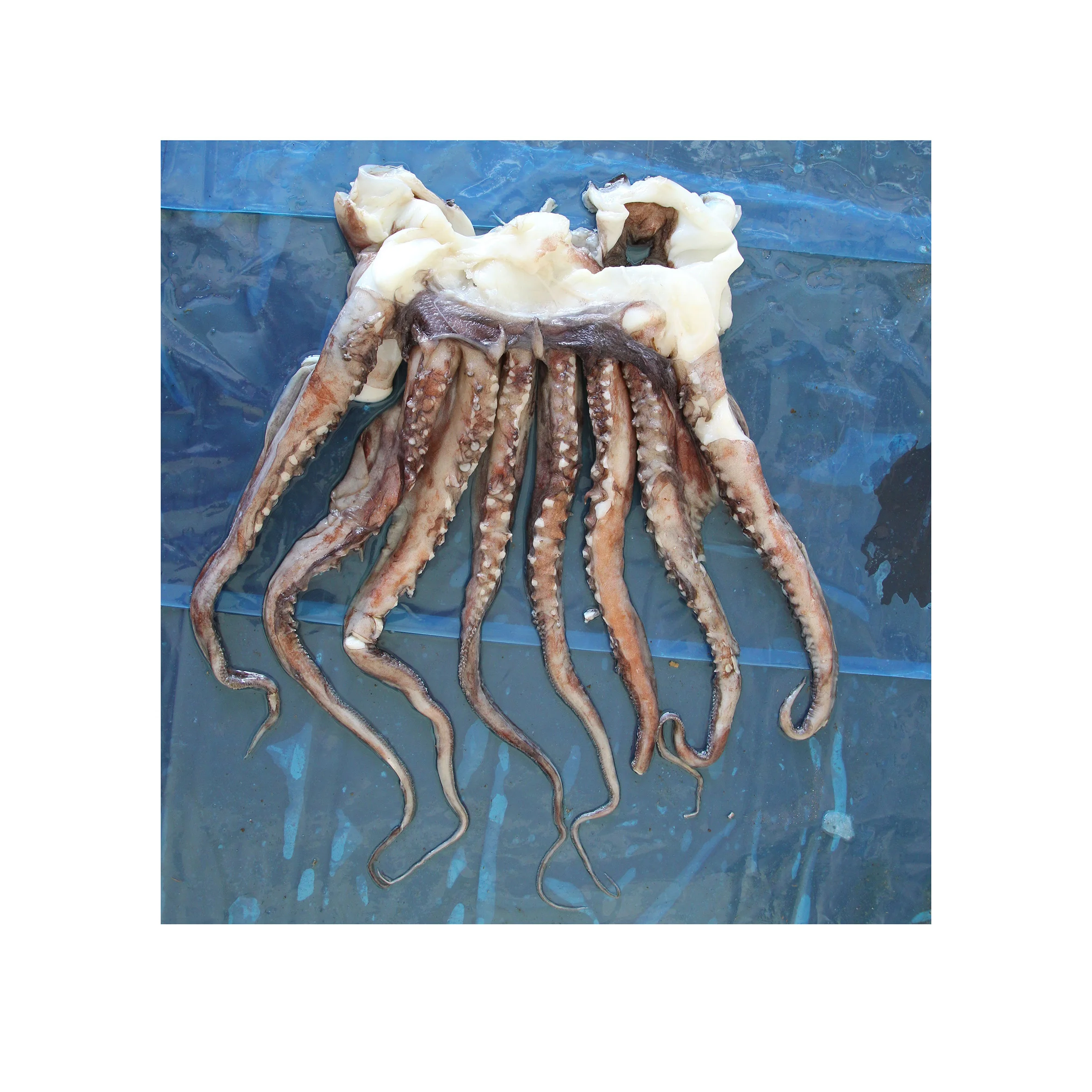 M12 Высококачественная голова кальмара замороженное щупальце